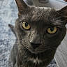 cat, gray_cat, pet, animal, feline, close_up, portrait, golden_eyes, green_eyes, whiskers, ears, fur, short_hair, staring, alert, indoor, bedroom, bedding, cozy, photography