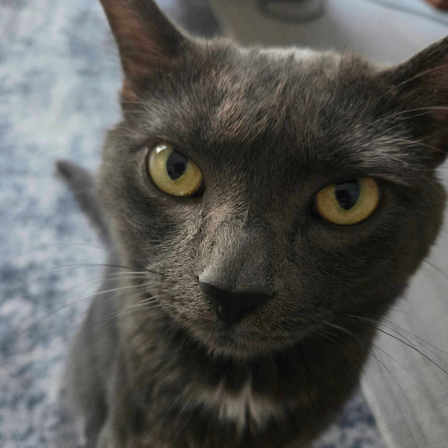 Loki