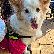 Paco a rejoint le concours — aidez-le/la à gagner de superbes lots ! dog, canine, pet, outdoor, sunlight, chair, harness, pink, fur, tongue, ears, happy, animal, pavement, seat, daylight, cute, domestic_animal, sitting, looking