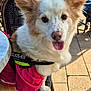 dog, canine, pet, outdoor, sunlight, chair, harness, pink, fur, tongue, ears, happy, animal, pavement, seat, daylight, cute, domestic_animal, sitting, looking