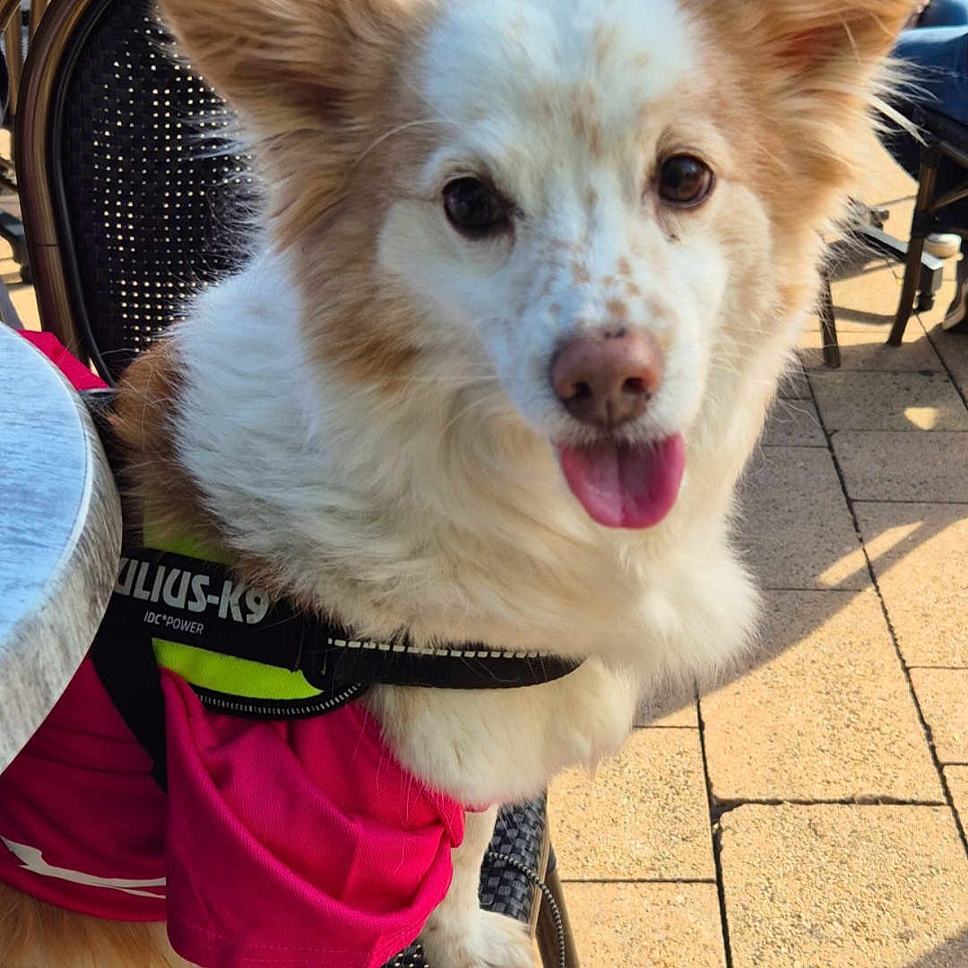 Paco a rejoint le concours — aidez-le/la à gagner de superbes lots ! animal, canine, chair, cute, daylight, dog, domestic_animal, ears, fur, happy, harness, looking, outdoor, pavement, pet, pink, seat, sitting, sunlight, tongue