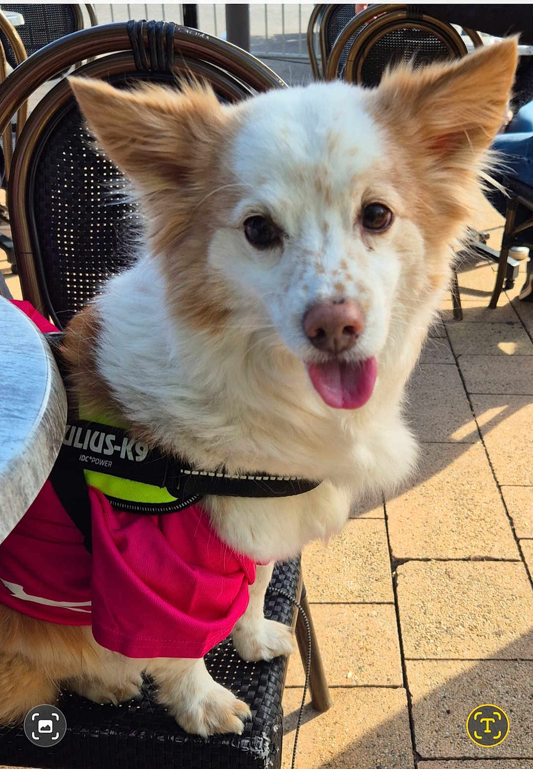 Paco a rejoint le concours — aidez-le/la à gagner de superbes lots ! dog, canine, pet, outdoor, sunlight, chair, harness, pink, fur, tongue, ears, happy, animal, pavement, seat, daylight, cute, domestic_animal, sitting, looking