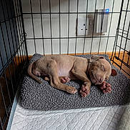 Beau joined the competition — help win amazing prizes! puppy, dog, sleeping, crate, blanket, paw, cute, pet, indoor, cozy, resting, fur, animal, wood_floor, nap, young_dog, bed, peaceful, small, adorable