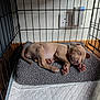 puppy, dog, sleeping, crate, blanket, paw, cute, pet, indoor, cozy, resting, fur, animal, wood_floor, nap, young_dog, bed, peaceful, small, adorable