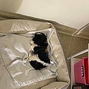 Sevyn is registered to the contest to win money with this photo: dog, pet, dog_bed, indoor, resting, black_and_white, small_dog, carpet, floor, corner, household_items, blanket, cozy, animal, companion, cute, domestic, fur, relaxing, home