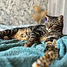 Geronimo participe au concours pour gagner de l'argent avec cette photo : cat, tabby, indoor, pet, feline, animal, resting, blanket, soft_texture, green_eyes, fur, relaxed, portrait, cozy, bedroom, decor, focus, whiskers, paws, background_blur