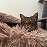 Geronimo participe au concours pour gagner de l'argent avec cette photo : cat, tabby, pet, feline, blanket, fluffy, pink, cozy, indoor, animal, cute, face, fur, eyes, resting, soft, texture, home, cat_tree, relaxed