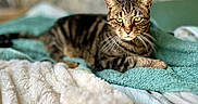 Geronimo a rejoint le concours — aidez-le/la à gagner de superbes lots ! cat, tabby, pet, animal, indoor, bed, blanket, towel, feline, resting, cozy, fur, whiskers, green_eyes, domestic_animal, sleepy, relaxed, striped, comfort, portrait