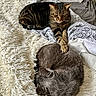 Grizette a rejoint le concours — aidez-le/la à gagner de superbes lots ! cat, tabby_cat, gray_cat, pet, animal, feline, resting, sleeping, cozy, blanket, bed, fur, paw, indoor, cute, companionship, relaxing, domestic_animal, two_cats, comfort