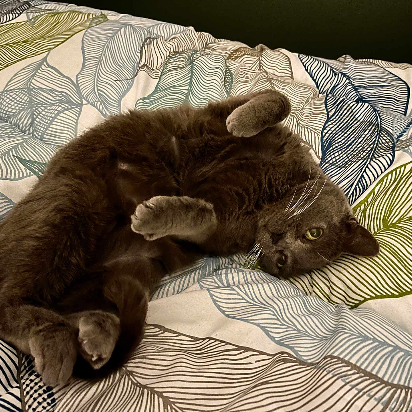 Grizette a rejoint le concours — aidez-le/la à gagner de superbes lots ! cat, gray_cat, pet, feline, bed, blanket, leaf_pattern, indoor, cozy, resting, cute, whiskers, fur, playful, relaxed, animal, sleepy, soft, domestic_animal, comfort