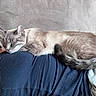 Nougat a rejoint le concours — aidez-le/la à gagner de superbes lots ! cat, sleeping, person, couch, blanket, resting, indoor, gray_cat, fur, tail, navy_top, lace, relaxing, cozy, close_up, feline, pet, home, comfort, nap