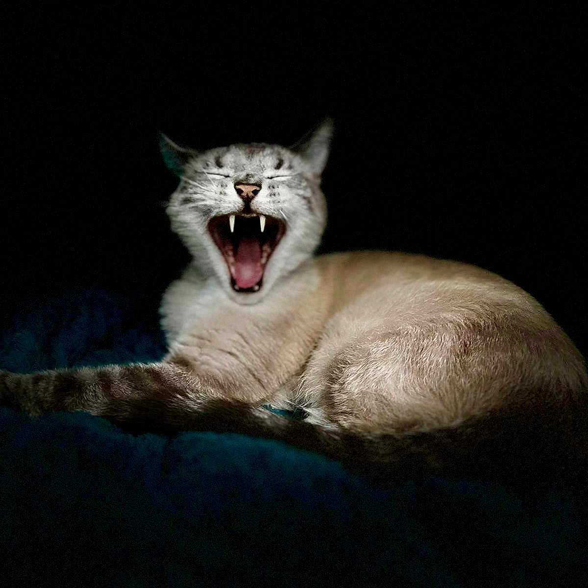 Nougat a rejoint le concours — aidez-le/la à gagner de superbes lots ! cat, animal, feline, teeth, fangs, yawning, dark_background, fur, pet, mammal, indoor, resting, whiskers, closeup, portrait, cute, sleepy, mouth_open, expression, domestic_cat