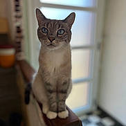 Nougat a rejoint le concours — aidez-le/la à gagner de superbes lots ! cat, blue_eyes, indoor, wooden_railing, frosted_glass, door, checkered_floor, curious, pet, animal, feline, domestic, sitting, closeup, portrait, soft_light, blurred_background, cozy, home, whiskers