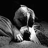 dog, sleeping, black_and_white, close_up, pet, animal, paw, blanket, cozy, resting, fur, texture, peaceful, portrait, indoor, comfort, calm, snout, ears, relaxation