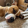 Mozzy a rejoint le concours — aidez-le/la à gagner de superbes lots ! dog, sleeping, brown_dog, white_markings, pet, cozy, blanket, indoor, close_up, paw, resting, relaxed, furry, snout, ear, napping, animal, companion, cute, domestic