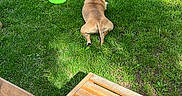 Mozzy participe au concours pour gagner de l'argent avec cette photo : animal, backyard, bench, canine, daytime, dog, frisbee, grass, greenery, lawn, nature, outdoor, pet, play, relaxed, shadow, summer, sunlight, tongue_out, wood