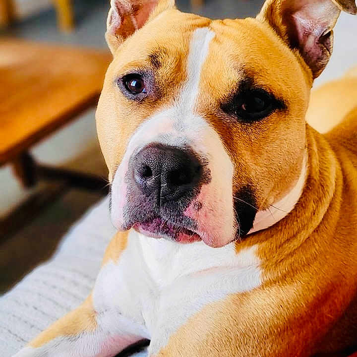 Mozzy participe au concours pour gagner de l'argent avec cette photo : dog, indoor, furniture, blanket, brown_and_white, pet, canine, lying_down, relaxed, close_up, portrait, domestic_animal, wooden_chair, table, cozy, animal, face, ears, snout, living_room