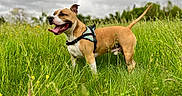 Mozzy participe au concours pour gagner de l'argent avec cette photo : dog, outdoor, grass, field, canine, happy, panting, nature, pet, animal, harness, greenery, cloudy_sky, summer, tongue_out, tail_up, mammal, walking, playful, adventure