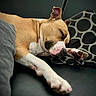 dog, sleeping, cushion, black, brown, white, paw, nap, rest, relaxation, indoor, closeup, pet, canine, fur, animal, comfort, cozy, domestic, quiet