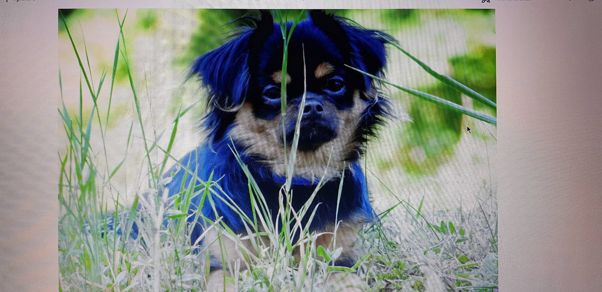 Lucky a rejoint le concours — aidez-le/la à gagner de superbes lots ! canidae, carnivore, chinese_imperial_dog, companion_dog, dog, dog_breed, japanese_chin, mammal, pekingese, puppy, rare_breed_dog, snout, sporting_group, tibetan_spaniel, toy_dog, vertebrate