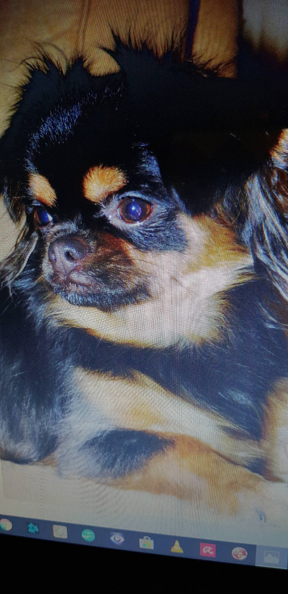 Lucky a rejoint le concours — aidez-le/la à gagner de superbes lots ! canidae, carnivore, companion_dog, dog, dog_breed, fawn, japanese_chin, mammal, pekingese, puppy, tibetan_spaniel, toy_dog, vertebrate