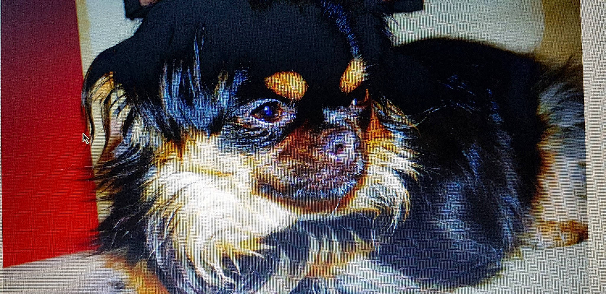 Lucky a rejoint le concours — aidez-le/la à gagner de superbes lots ! canidae, carnivore, companion_dog, dog, dog_breed, fur, mammal, puppy, rare_breed_dog, snout, tibetan_spaniel, toy_dog