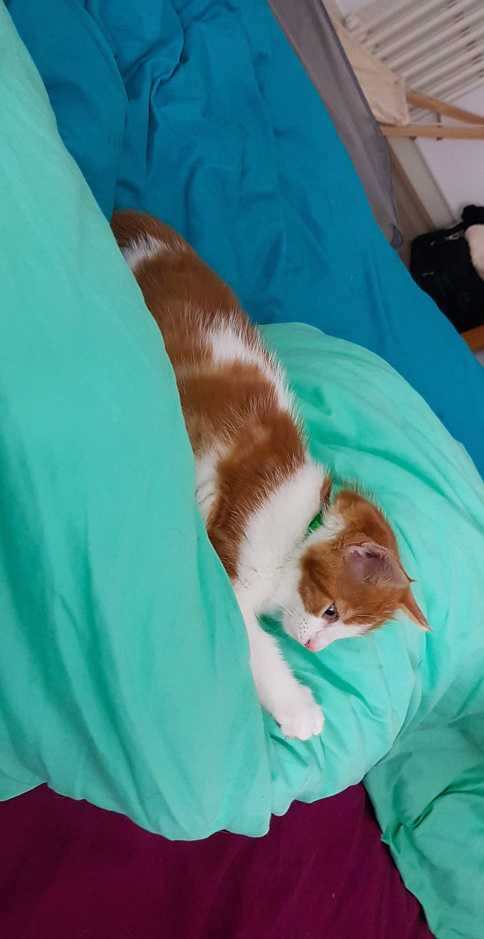 Isis participe au concours pour gagner de l'argent avec cette photo : canidae, carnivore, cat, cavalier_king_charles_spaniel, companion_dog, dog_breed, felidae, small_to_medium_sized_cats, sporting_group