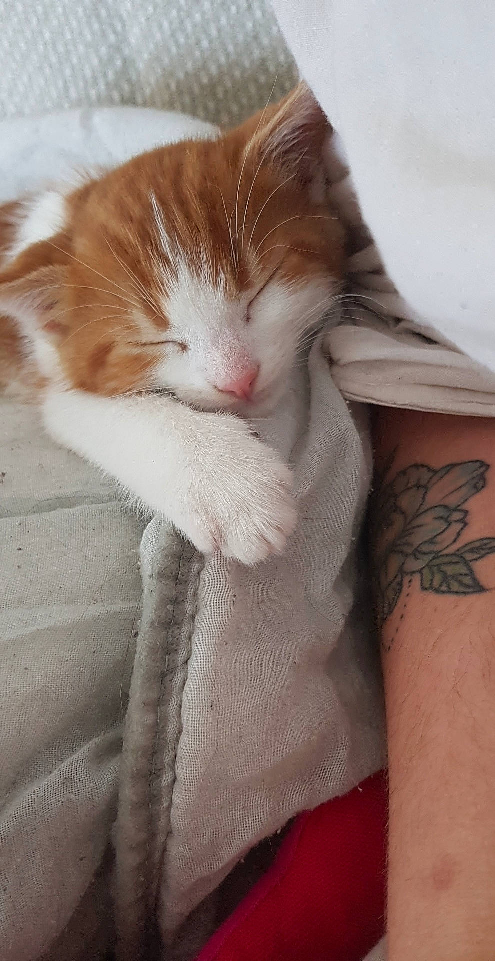 Isis a rejoint le concours — aidez-le/la à gagner de superbes lots ! aegean_cat, american_wirehair, arm, carnivore, cat, domestic_short_haired_cat, felidae, fur, norwegian_forest_cat, small_to_medium_sized_cats, tail, turkish_van, whiskers