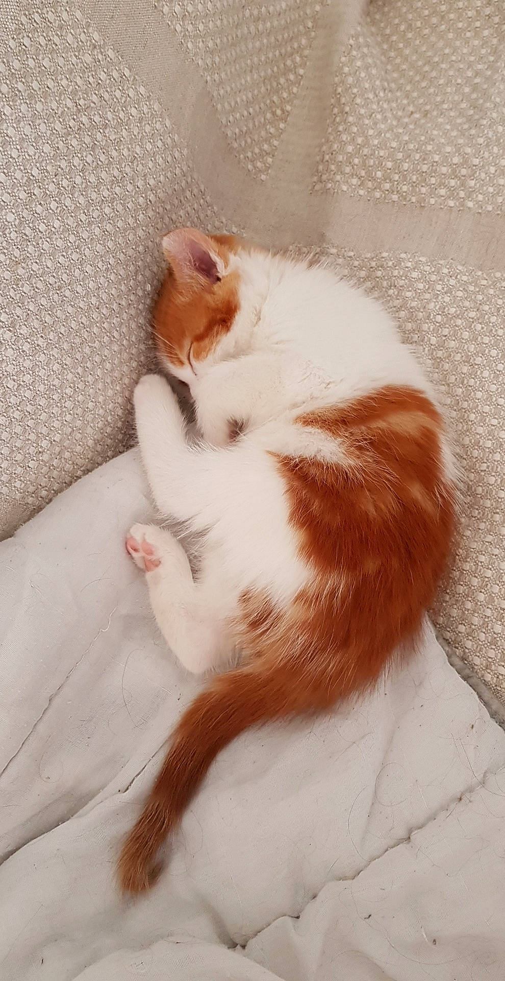Isis participe au concours pour gagner de l'argent avec cette photo : aegean_cat, carnivore, cat, ear, fawn, felidae, fur, small_to_medium_sized_cats, tail, turkish_van, whiskers