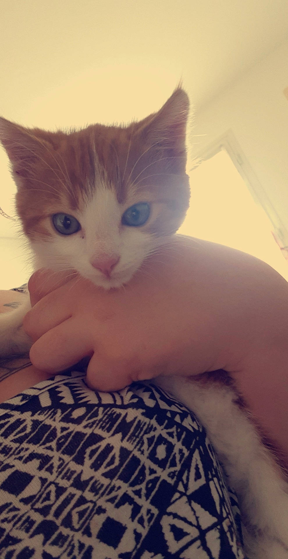 Isis participe au concours pour gagner de l'argent avec cette photo : aegean_cat, asian, carnivore, cat, domestic_short_haired_cat, ear, european_shorthair, eye, fawn, felidae, fur, kitten, nose, ojos_azules, polydactyl_cat, skin, small_to_medium_sized_cats, tail, turkish_van, whiskers