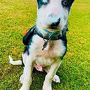Bullseye joined the competition — help win amazing prizes! animal, backpack, blue_eye, brown_eye, canine, collar, cute, dog, ears_up, field, fur, grass, heterochromia, nature, outdoor, pet, playful, puppy, sitting, young