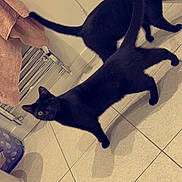 Grumpy joined the competition — help win amazing prizes! animal, bathroom, black_cat, cat, curious, domestic_cat, feline, floor, home_interior, household, indoor, looking, pet, radiator, tail, tile_floor, tiled_floor, towel, two_cats, walking