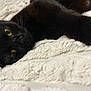 animal, black_cat, blanket, cat, close_up, cozy, cute, domestic_animal, feline, fur, indoor, lying_down, paw, pet, resting, sleepy, soft, texture, whiskers, yellow_eyes
