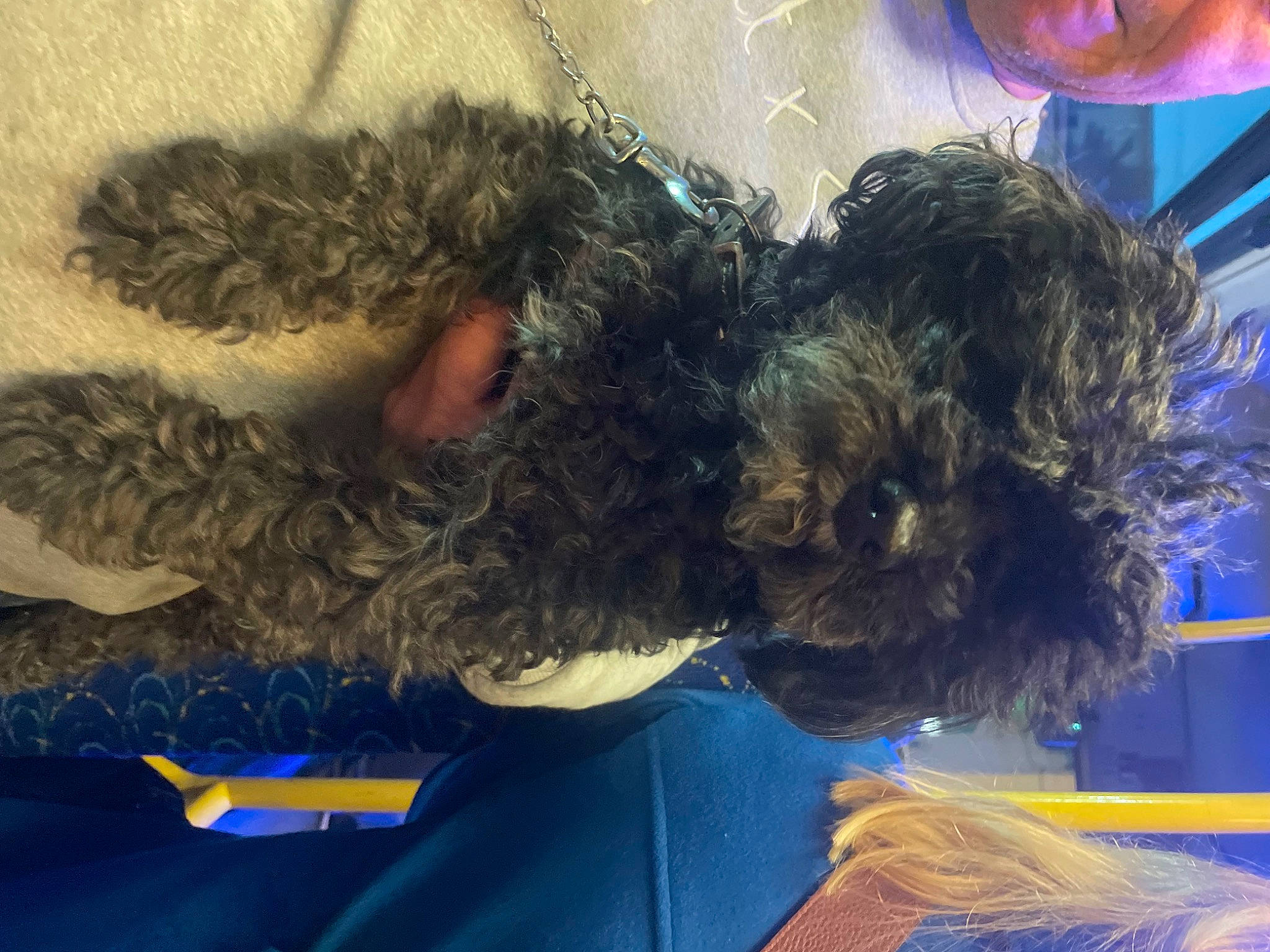 Idefix a rejoint le concours — aidez-le/la à gagner de superbes lots ! blue, canidae, carnivore, companion_dog, dog, dog_breed, dog_clothes, dog_supply, electric_blue, fur, labradoodle, liver, small_terrier, snout, sporting_group, tail, terrier, toy, toy_dog, yorkipoo