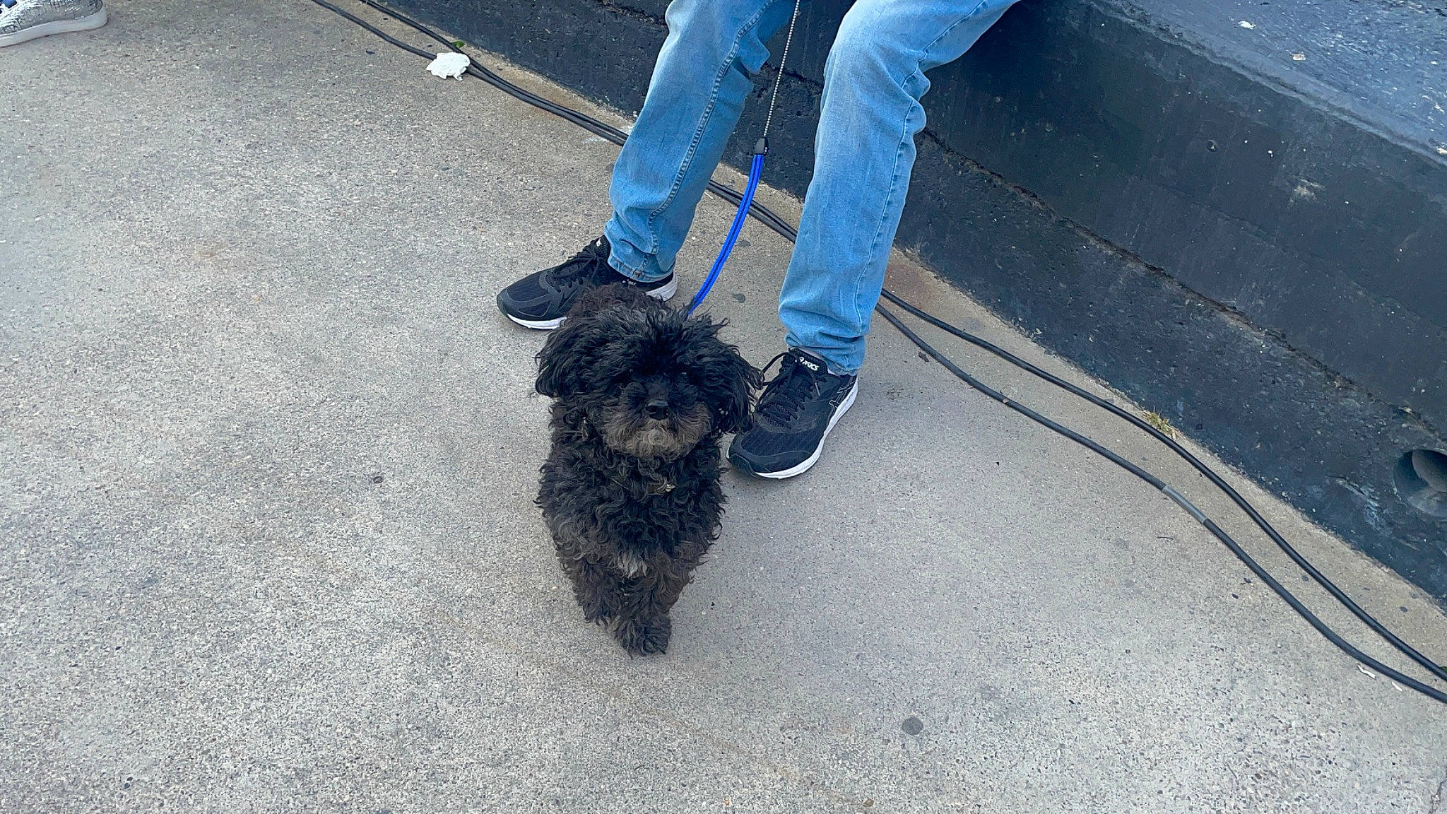 Idefix participe au concours pour gagner de l'argent avec cette photo : asphalt, canidae, carnivore, companion_dog, denim, dog, dog_breed, flooring, footwear, fur, human_leg, leg, road_surface, soil, sporting_group, tail, tar, terrier, water_dog, working_animal