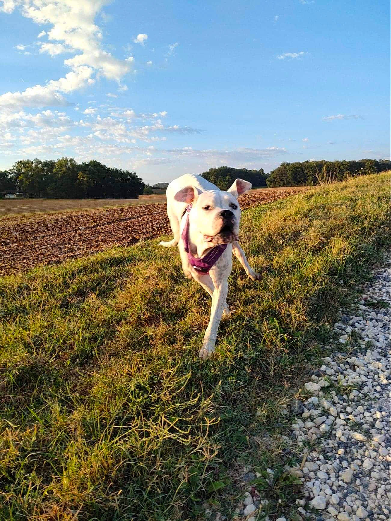 Runa participe au concours pour gagner de l'argent avec cette photo : agriculture, carnivore, cloud, companion_dog, dog, dog_breed, fawn, grass, grass_family, grassland, happy, horizon, landscape, people_in_nature, plant, sky, soil, sporting_group, tree, working_animal