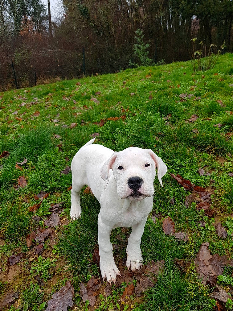 Runa participe au concours pour gagner de l'argent avec cette photo : adventure, canidae, carnivore, collar, companion_dog, dog, dog_breed, dog_collar, fawn, grass, grassland, pasture, plant, shrub, snout, sporting_group, tail, tree, walking, working_animal