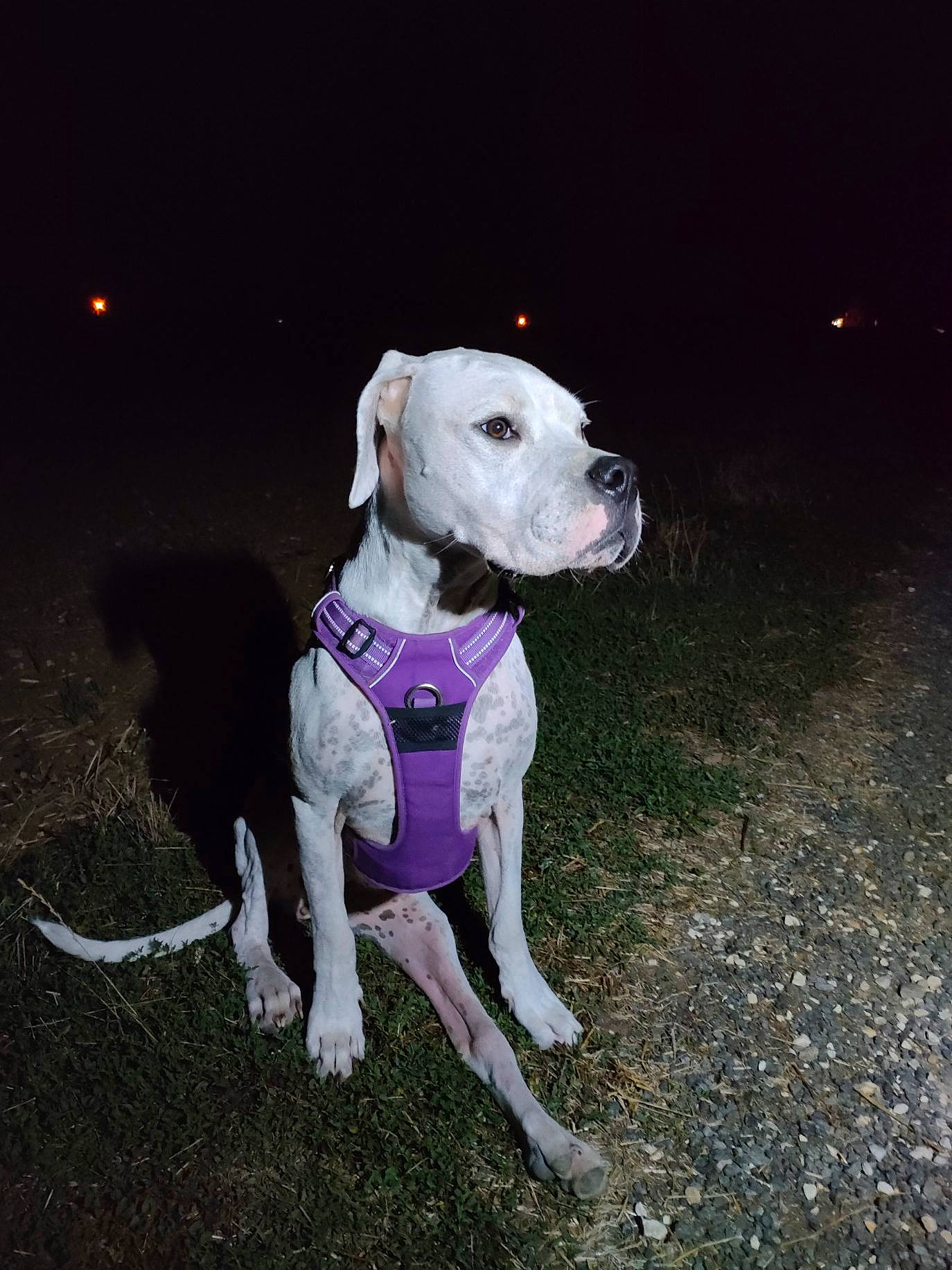 Runa participe au concours pour gagner de l'argent avec cette photo : canidae, carnivore, collar, companion_dog, dog, dog_breed, dog_clothes, dog_collar, dog_supply, fawn, guard_dog, hunting_dog, leash, non_sporting_group, pet_supply, plant, tail, whiskers, working_animal, working_dog