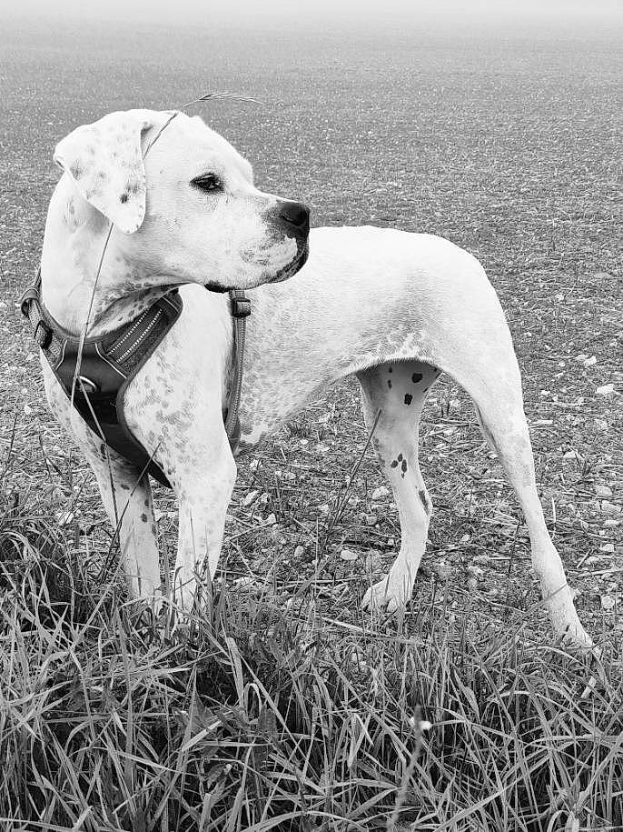 Runa participe au concours pour gagner de l'argent avec cette photo : canidae, carnivore, collar, companion_dog, dog, dog_breed, fawn, grass, human_leg, hunting_dog, monochrome, monochrome_photography, non_sporting_group, paw, snout, sporting_group, style, tail, terrestrial_animal, working_animal