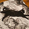 black_cat, cat, bed, blanket, comforter, pattern, indoor, wood_floor, relaxed, sleeping_cat, pet, feline, animal, collar, resting, cozy, stretched_out, domestic_cat, fur, quiet
