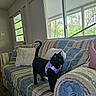 black_cat, cat, purple_harness, couch, pillows, indoor, window, natural_light, living_room, wood_floor, door, person, bare_feet, relaxing, greenery, trees, home_interior, striped_couch, curious_cat, comfortable