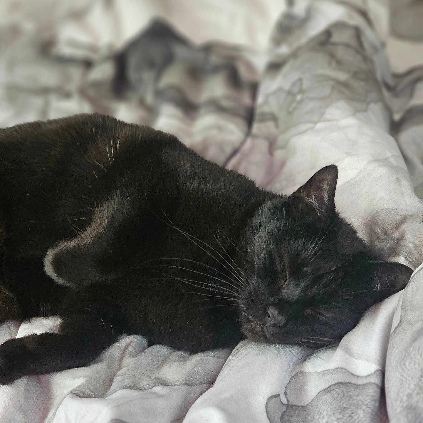 Sid