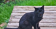 Sid is registered to the contest to win money with this photo: black_cat, cat, outdoor, wooden_platform, greenery, nature, animal, pet, feline, meowing, sitting, wood, rustic, garden, fur, whiskers, tail, collar, daylight, blurred_background