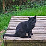 black_cat, cat, outdoor, wooden_platform, greenery, nature, animal, pet, feline, meowing, sitting, wood, rustic, garden, fur, whiskers, tail, collar, daylight, blurred_background