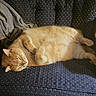 Asthma is registered to the contest to win money with this photo: cat, ginger_cat, sleeping, couch, polka_dot, blanket, indoor, pet, feline, fur, cozy, resting, relaxed, animal, nap, soft_light, home, domestic, cute, comfort