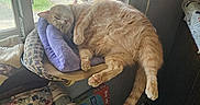 Asthma joined the competition — help win amazing prizes! cat, orange_tabby, sleeping, cushion, window, indoor, furniture, chair, car, upholstery, floral_pattern, relaxing, pet, cozy, home, nap, sunlight, paw, tail, resting