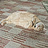 Asthma joined the competition — help win amazing prizes! cat, orange_tabby, pet, lying_down, relaxed, carpet, indoor, sunlight, feline, sleepy, cute, fur, domestic_animal, whiskers, collar, resting, cozy, mammal, animal, cute_pet