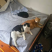 Oswald is registered to the contest to win money with this photo: cat, bed, blanket, feline, resting, sleeping, indoor, pet, black_cat, ginger_cat, black_and_white_cat, quilt, wooden_floor, cozy, relaxing, home, furniture, animal, sleep, domestic