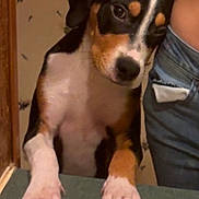 Cooper Lee joined the competition — help win amazing prizes! dog, pet, indoor, table, paws, curious, leaning, hand, person, jeans, wallpaper, brown, white, black, short_hair, close_up, animal, companion, domestic, cute