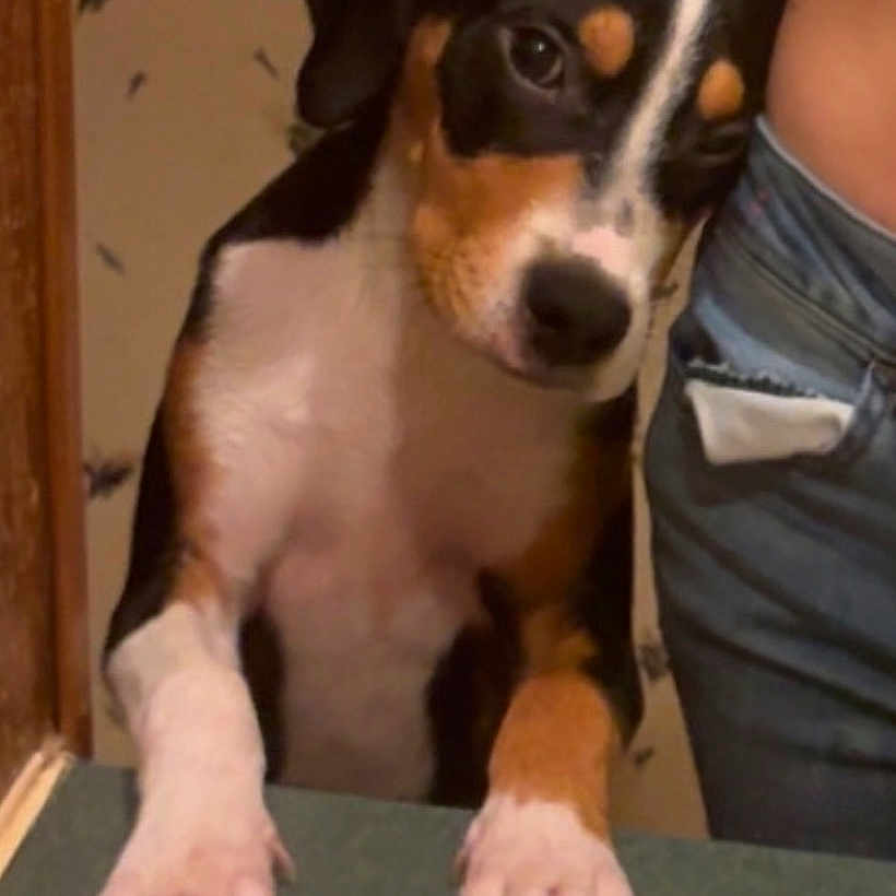 Cooper Lee joined the competition — help win amazing prizes! animal, black, brown, close_up, companion, curious, cute, dog, domestic, hand, indoor, jeans, leaning, paws, person, pet, short_hair, table, wallpaper, white